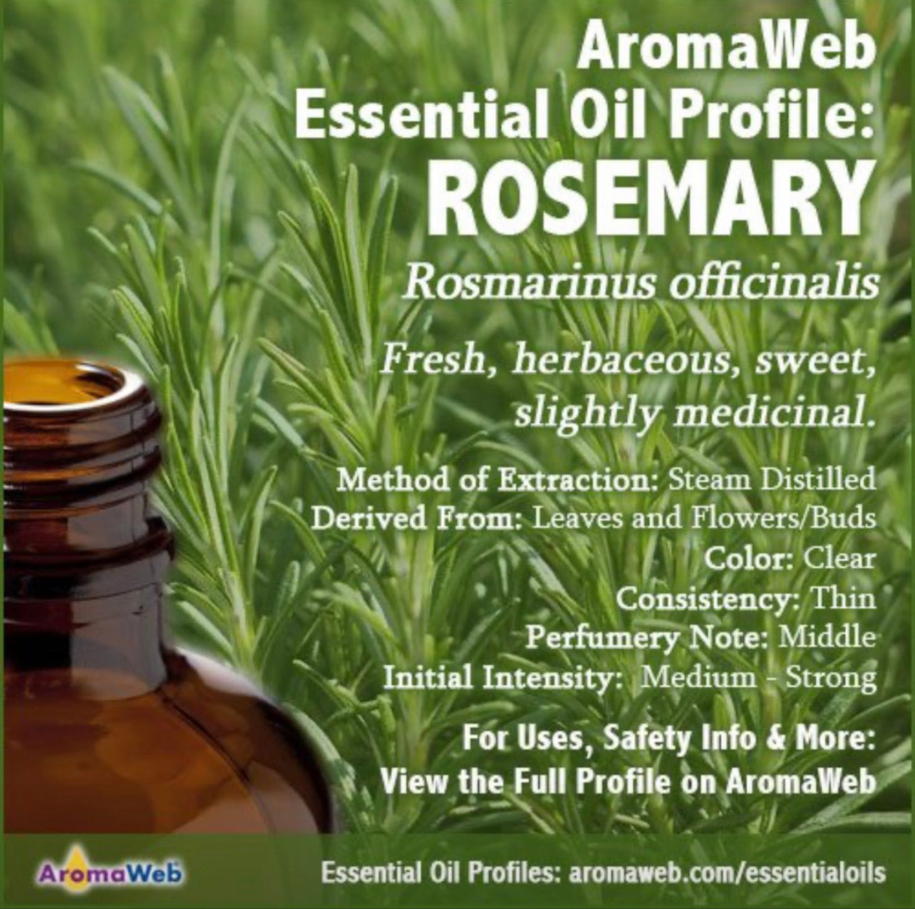 Rosemary Essential Oil